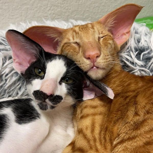 Peterbald