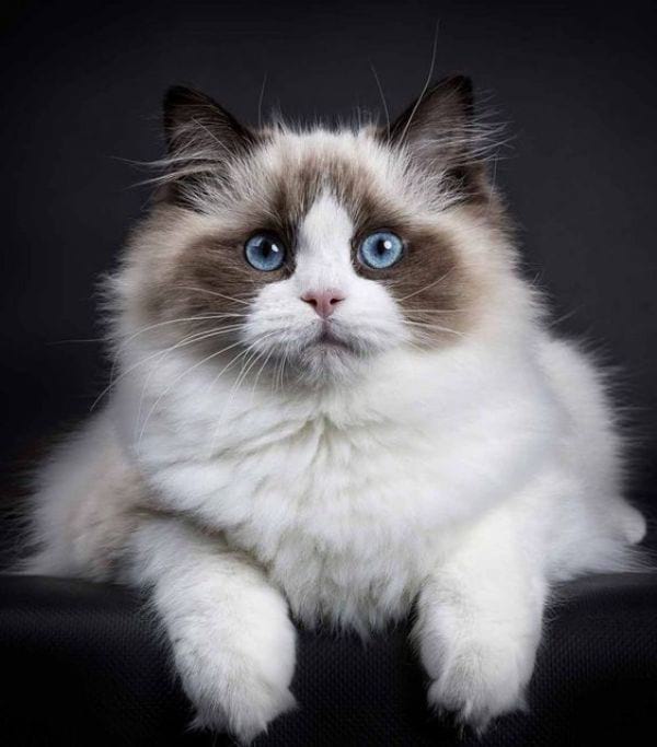 Blue Eyed Cat Breeds That Are Hard to Resist