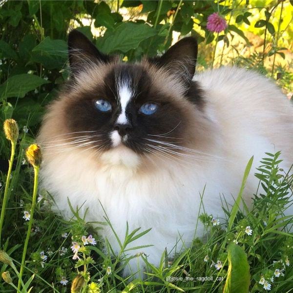 Ragdoll