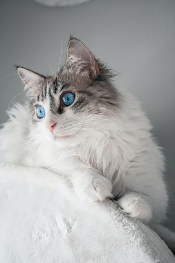 Ragdoll