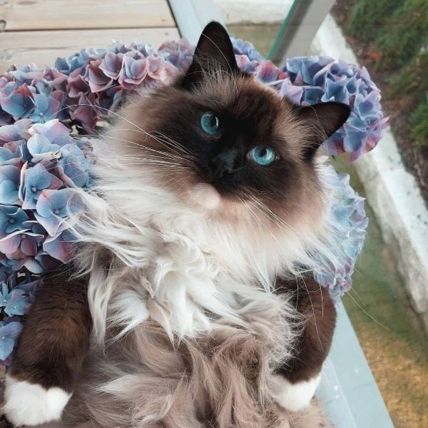 Ragdoll Cat Names Female Ideas