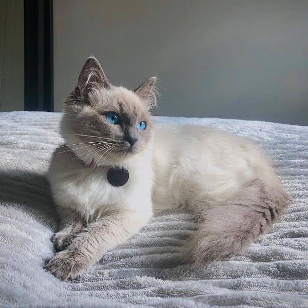 Ragdoll Cat Names Male Ideas