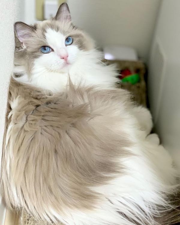 Ragdoll