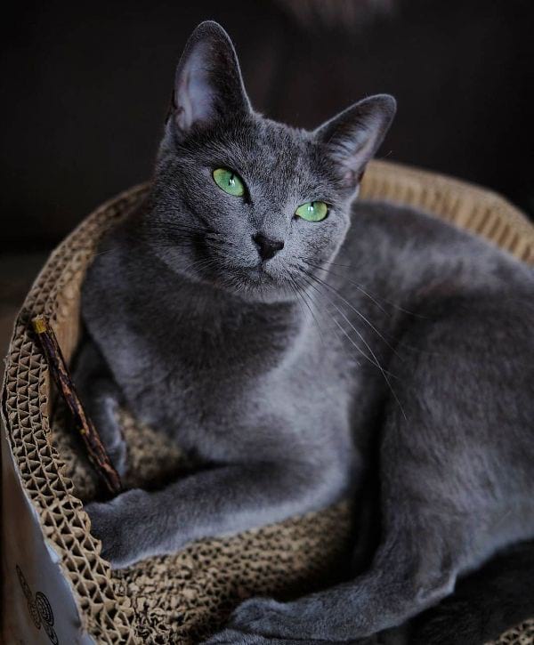 Russian Blue