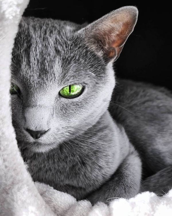 Russian Blue