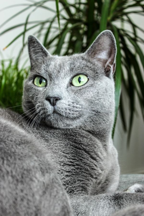 Russian Blue