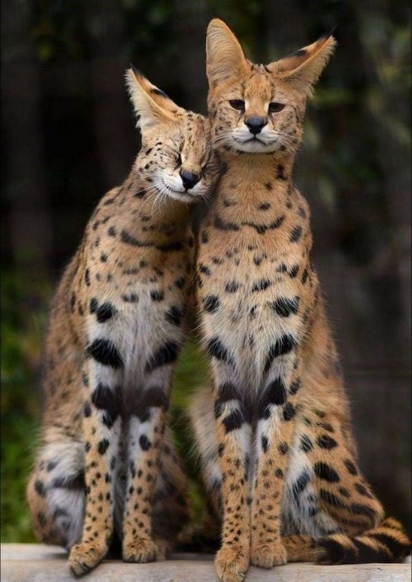 Savannah Cat