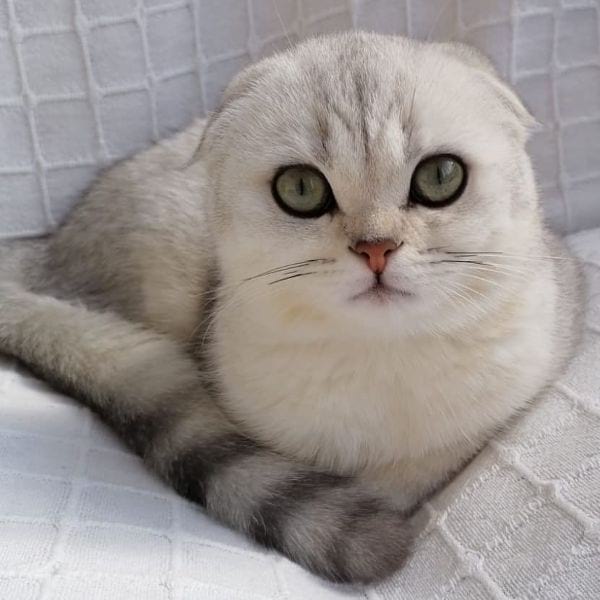 Scottish Fold