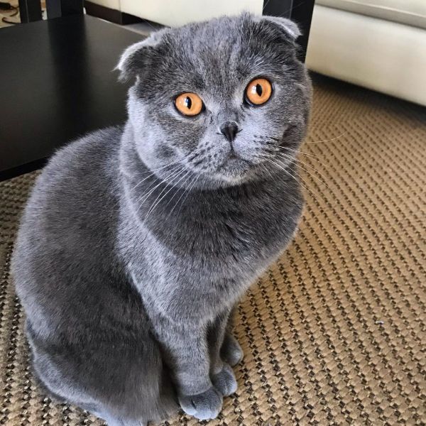 Scottish Fold