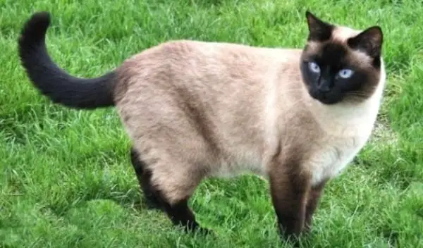 Seal Point Siamese Cat Color Genetics: What Causes the Seal Point Coloration in Siamese Cats?