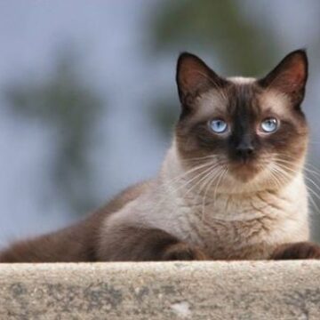 Seal point Siamese Cats: In-depth Review