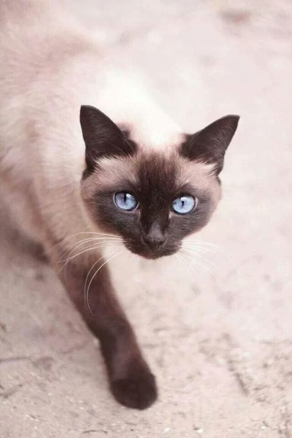 Siamese Cat