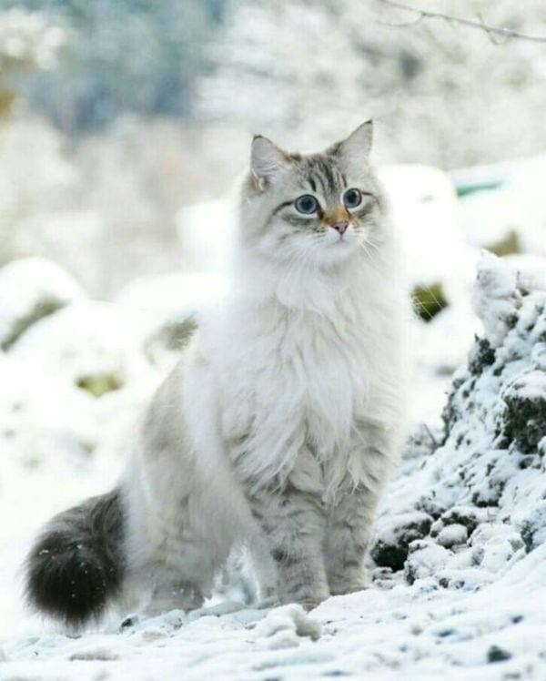 Siberian