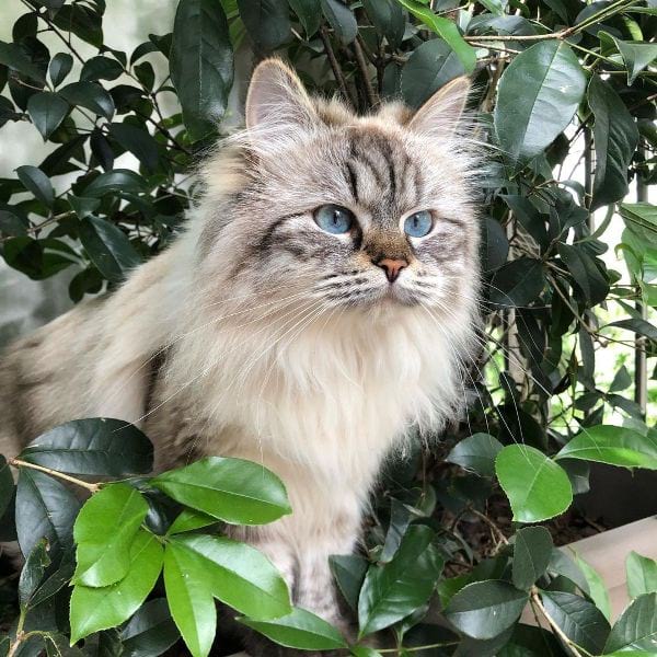 20 Most Expensive Cat Breeds in the World CatsPurfection