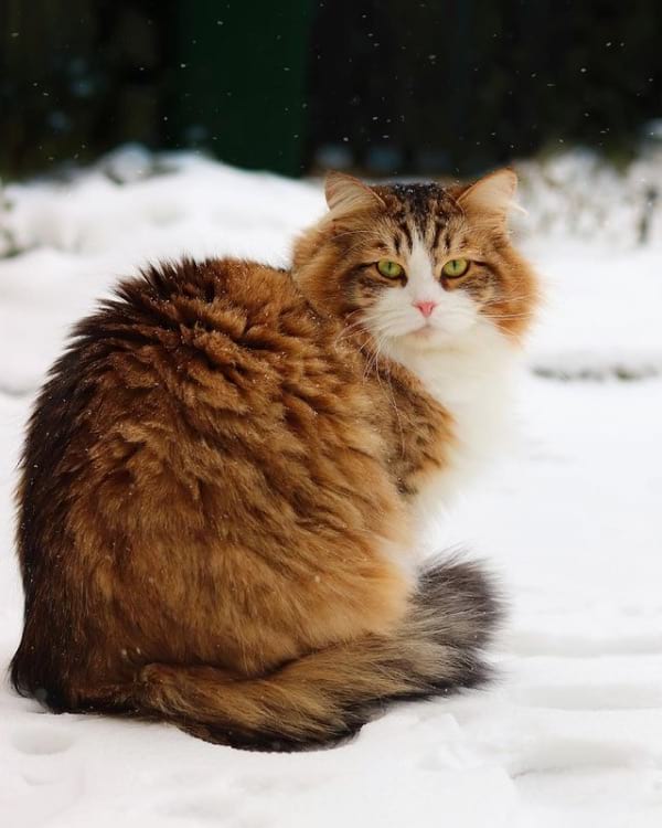 Siberian cat