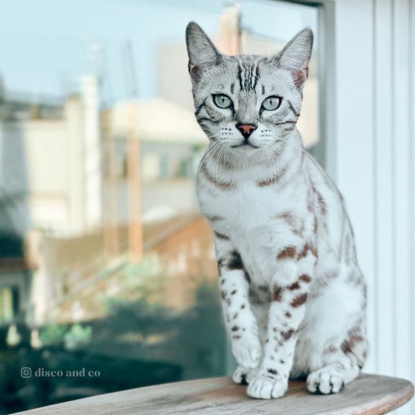 134 Awesome Bengal Cat Names Catspurfection