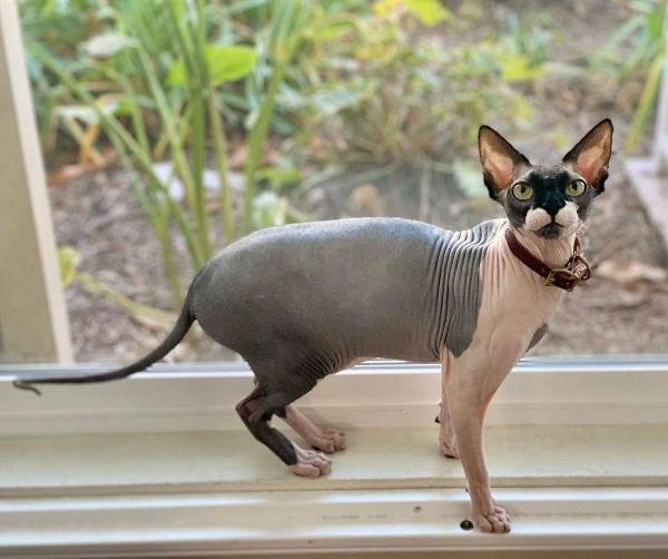 Sphynx