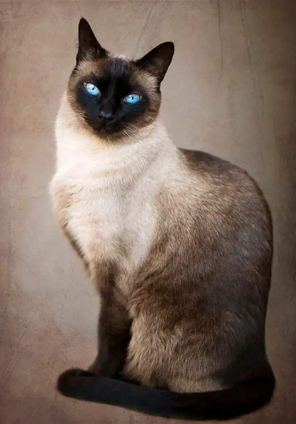 The Seal Point Siamese Breed At A Glance