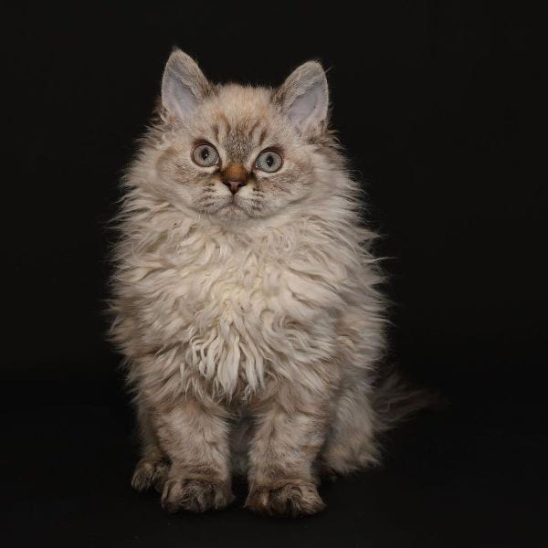 The Selkirk Rex