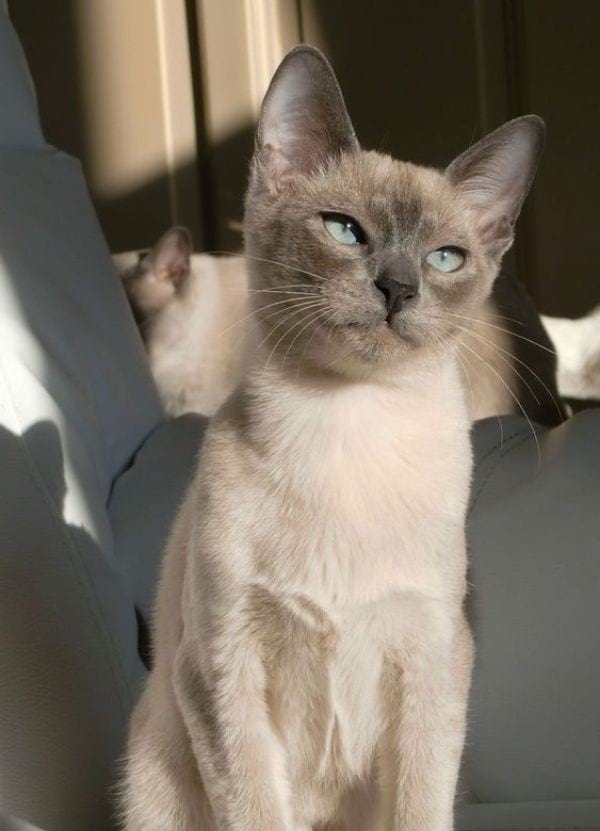 Tonkinese