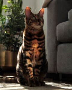 most expensive cat toy