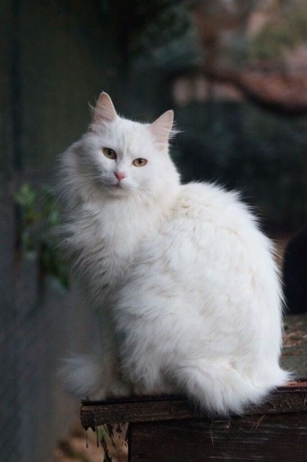 Turkish Angora