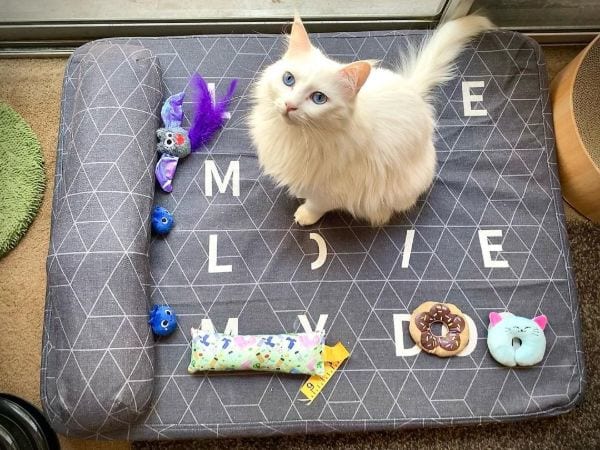 Turkish Angora