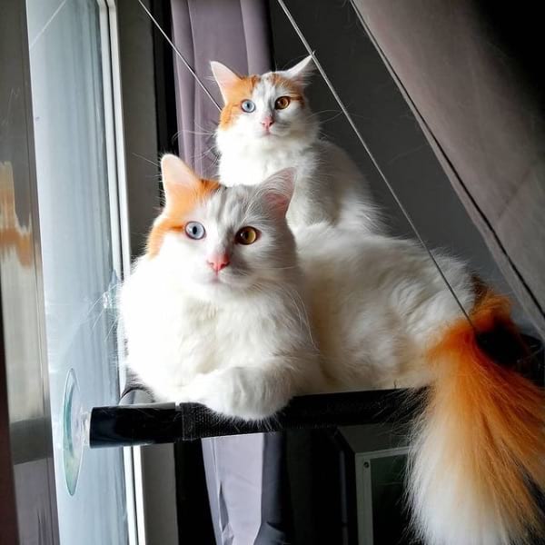 Turkish Van