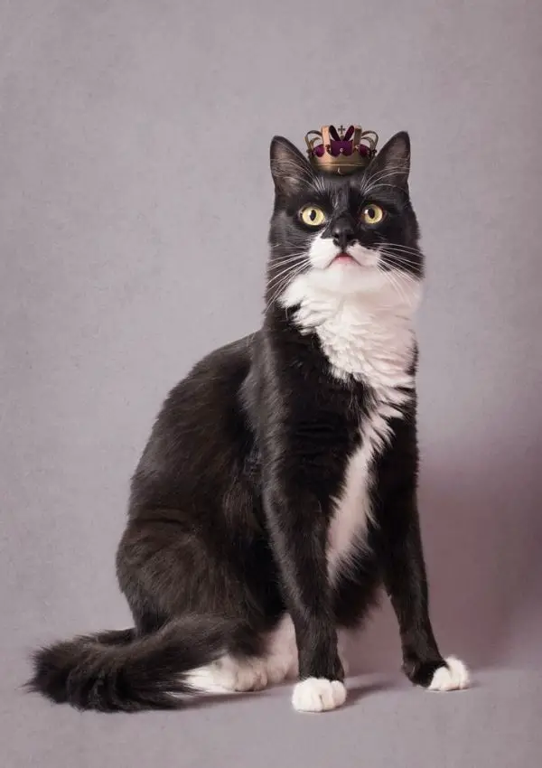 Tuxedo Cat Names for An Absolutely Unique Feline CatsPurfection