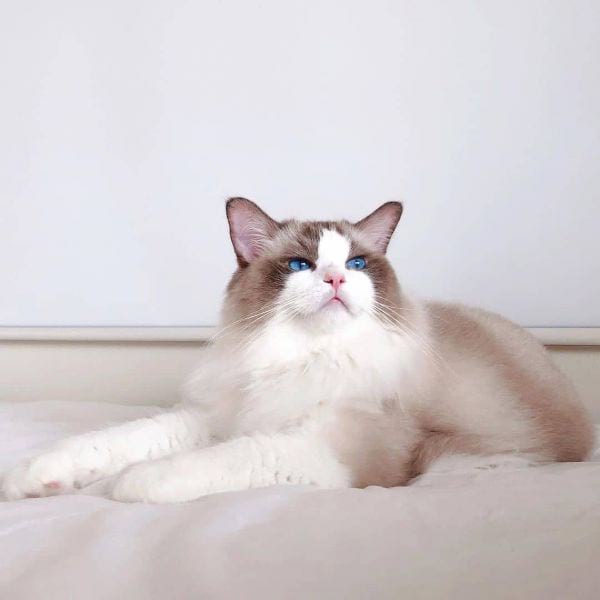 Unique Ragdoll Cat Names