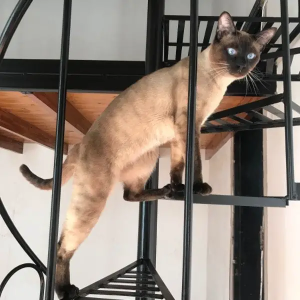 What does a chocolate point Siamese cat look like