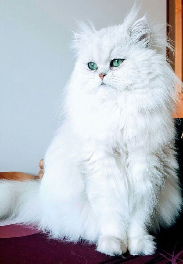 White Persian Cat