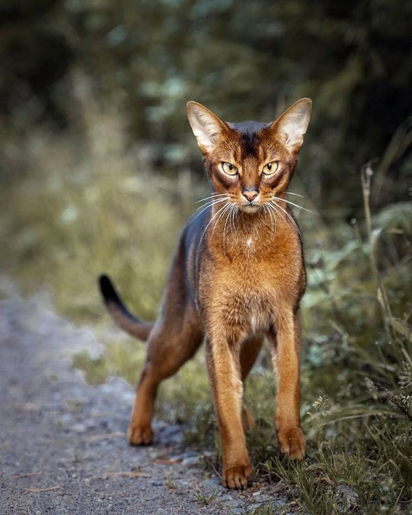 Abyssinian