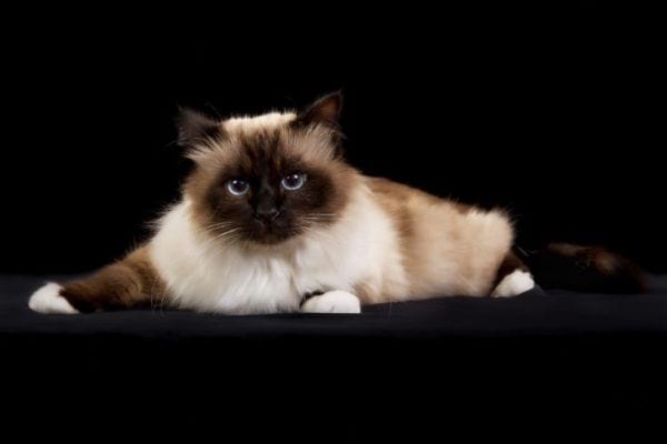 Birman