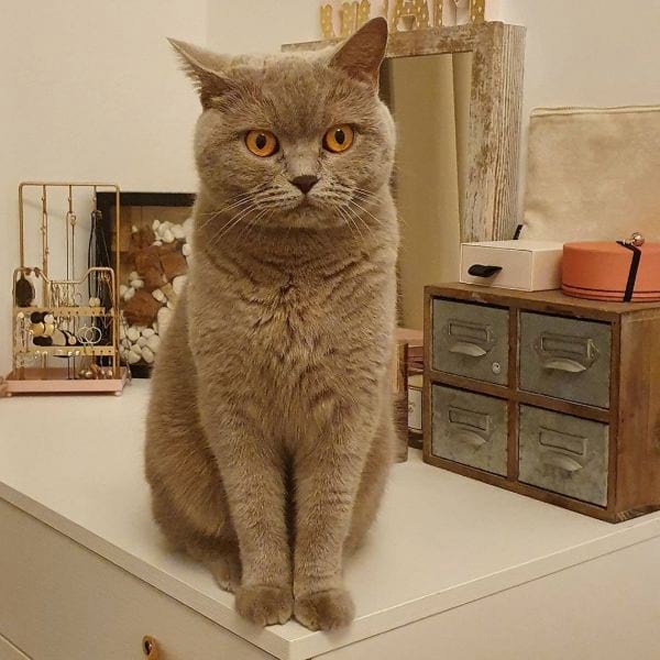 British Shorthair