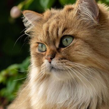 13 Cat Breeds With Huge Eyes