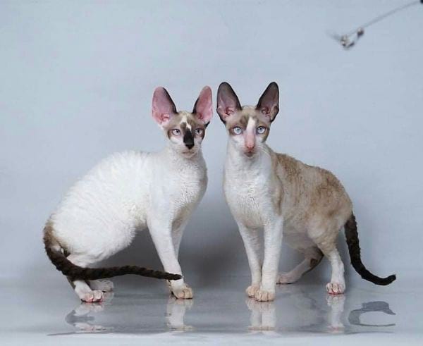 Cornish Rex Cat Breed