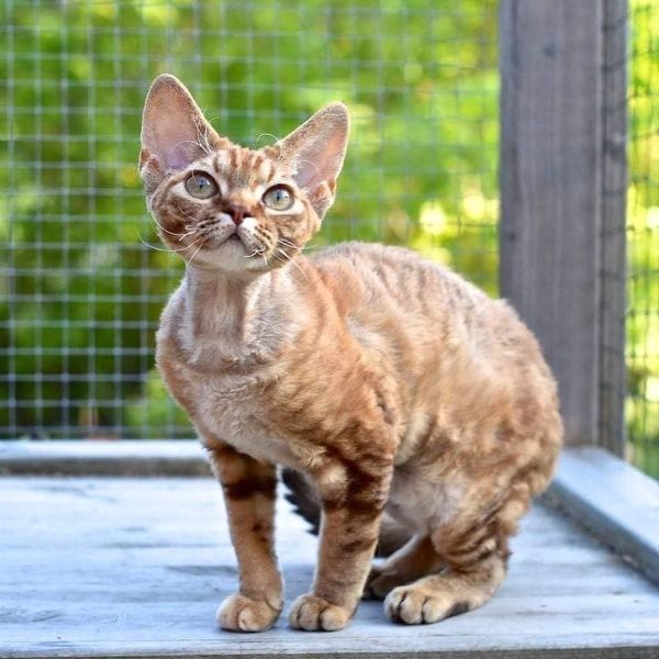 Devon Rex