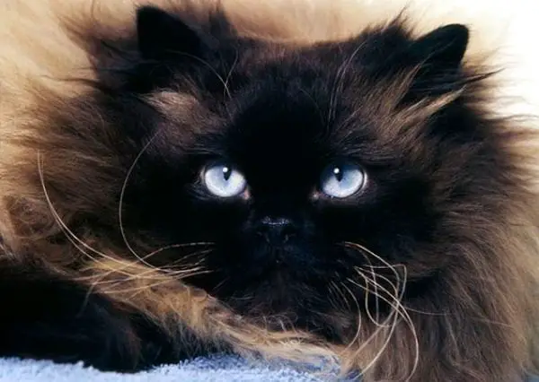 Black Cat With Blue Eyes: Interesting Facts | Catspurfection