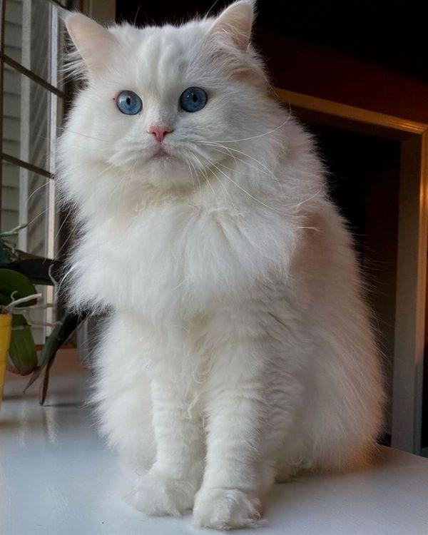 13 Gorgeous Cat Breeds With Big Eyes 