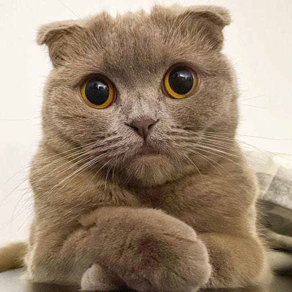 Scottish Fold Cat Breed