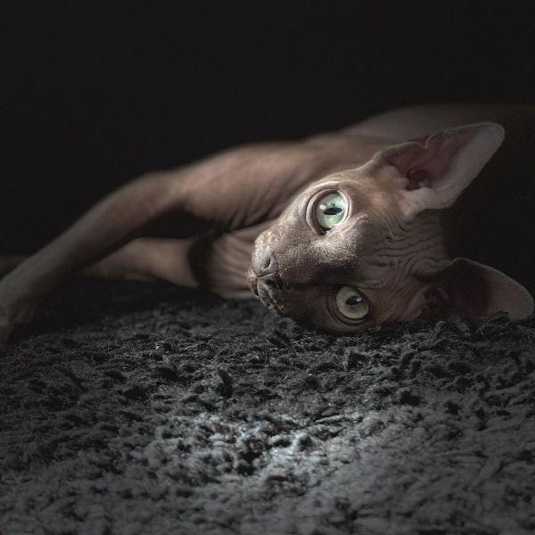 Sphynx Cat Breed