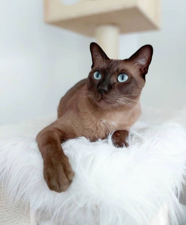 Tonkinese