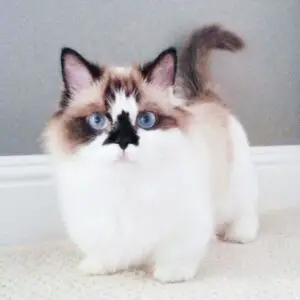 9 Absolutely Adorable Short Legged Cats