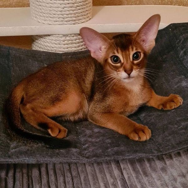 Abyssinian