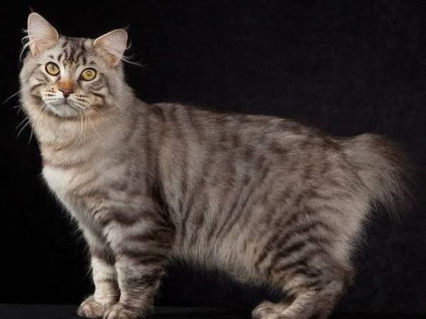 American Bobtail Cat