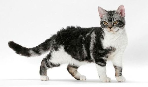 American Wirehair