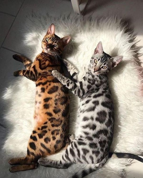 Bengal