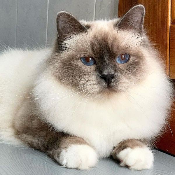 Birman