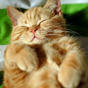 Common Cat Sleeping Positions: What They Say About Your Kitty